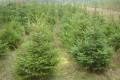 Kupi� choinki, plantacj� choinek
